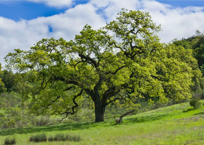 Valley oak in spring